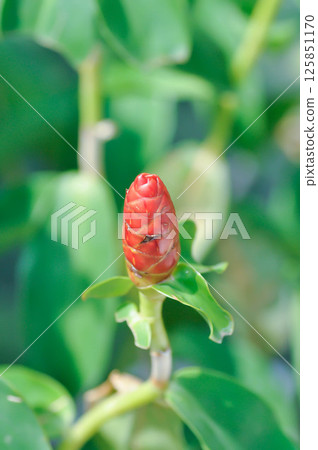 Costus speciosus, Crape ginger or Malay ginger or Spiral flag or Costus speciosus Cheilocostus speciosus, Costaceae or Cane reed or Crape ginger or Malay ginger or Spiral flag plant Costus speciosus, Crape ginger or Malay ginger or Spiral flag or Costus speciosus Cheilocostus speciosus, Costaceae or Cane reed or Crape ginger or Malay ginger or Spiral flag plant 125851170