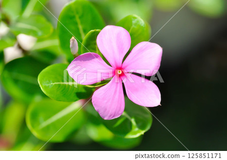 ludwigia adscendens , West Indian paeriwinkle or pink flower ludwigia adscendens , West Indian paeriwinkle or pink flower 125851171