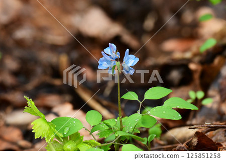 Corydalis japonica soaked in the rain Corydalis japonica soaked in the rain 125851258