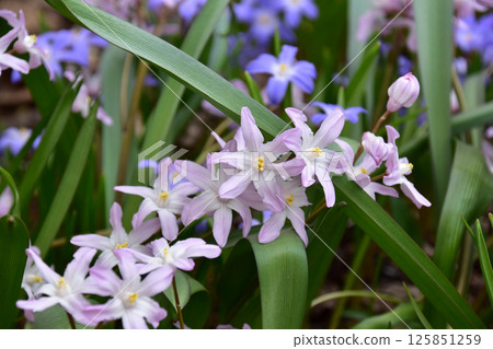 Bicolor Chionodoxa in the spring garden Bicolor Chionodoxa in the spring garden 125851259