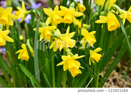 Miniature daffodils blooming downwards in the garden Miniature daffodils blooming downwards in the garden 125851260