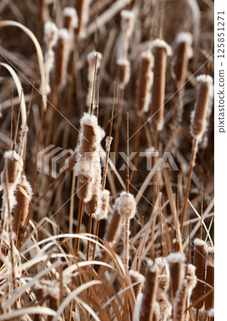 Cattail heads covered in fluff Cattail heads covered in fluff 125851271