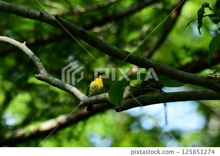 A Narcissus flycatcher perched on a tree in early summer 125851274