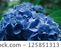 Hydrangea's Up 125851313