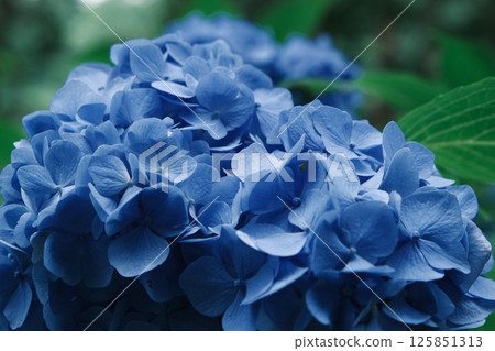 Hydrangea's Up 125851313