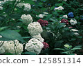 Hydrangeas of various colors 125851314