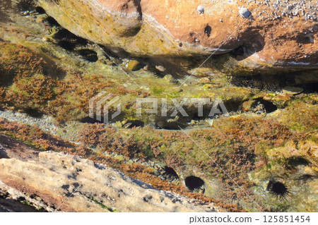 龍串海岸的海膽巢穴 / 日本地質百選 / 日本首個海中公園 125851454