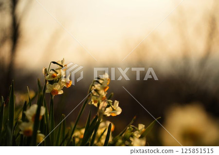 Daffodils in the evening light Daffodils in the evening light 125851515