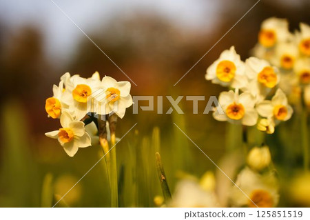 Daffodils wrapped in the soft setting sun Daffodils wrapped in the soft setting sun 125851519
