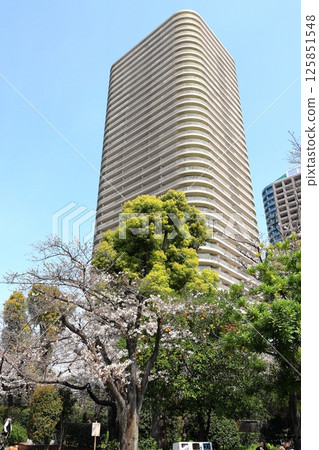 Tokyo cityscape: Cherry blossoms at Ishikawajima Park, vertical position 125851548