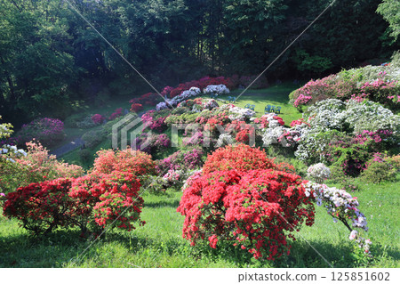 五大杜鵑花 125851602
