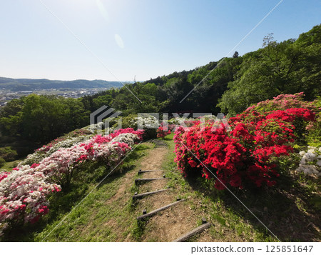五大杜鵑花 125851647