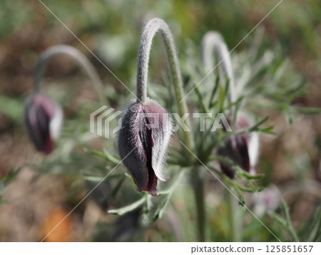 Pulsatilla quinata with only one stamen showing (20250426084515) 125851657