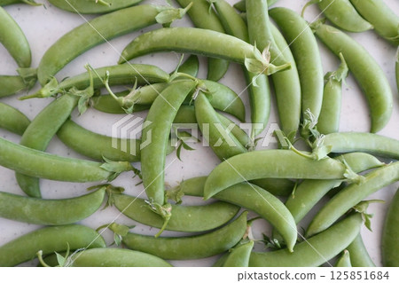 Snap peas harvested in the field 125851684
