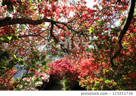 五大杜鵑花 125851738