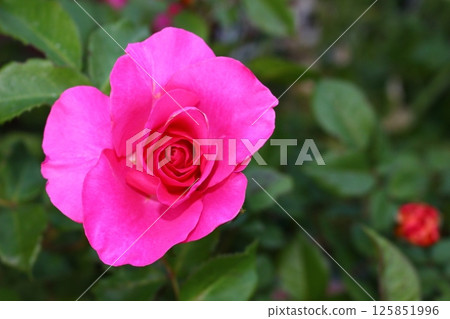 Moist red rose Red rose Moist red rose Red rose 125851996