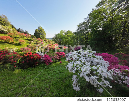 The Five Great Azaleas 125852007