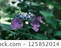 hydrangea flower 125852014