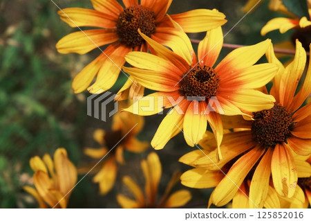 Heliopsis Bleeding Hearts 125852016