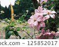 Pink clematis flower 125852017