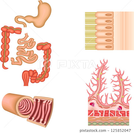 消化系統胃十二指腸小腸大腸插圖 125852047