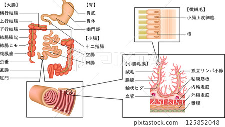 消化系統胃十二指腸小腸大腸插圖日語 消化系統胃十二指腸小腸大腸插圖日語 125852048
