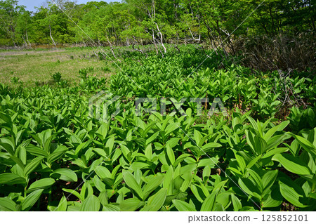 Tashiro Marshland: A cluster of lilies growing on the forest floor, a view from early summer, Gunma Prefecture Tashiro Marshland: A cluster of lilies growing on the forest floor, a view from early summer, Gunma Prefecture 125852101