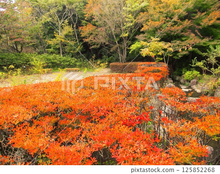 Autumnal foliage of Enkianthus campanulatus and yellow leaves in a forest in an autumn park (Forests and Squares in the 21st Century) Autumnal foliage of Enkianthus campanulatus and yellow leaves in a forest in an autumn park (Forests and Squares in the 21st Century) 125852268