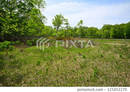 View of the forest floor, Tashiro Marshland on the plateau, Okutone Water Source Forest, Minakami Town 125852270