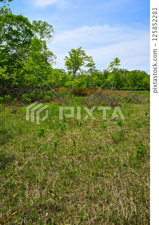View of the forest floor, Tashiro Marshland on the plateau, Okutone Water Source Forest, Minakami Town View of the forest floor, Tashiro Marshland on the plateau, Okutone Water Source Forest, Minakami Town 125852281