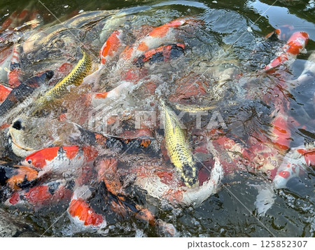 Nishikigoi carp gather in the pond in search of food 125852307