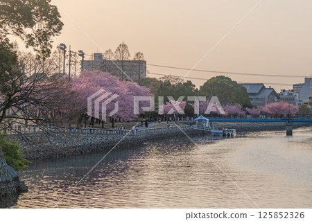 [春季] 德島中央公園的蜂須賀櫻花 [傍晚景色] 125852326