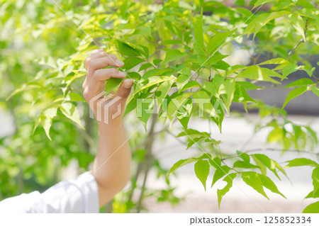 Child picking leaves Child picking leaves 125852334