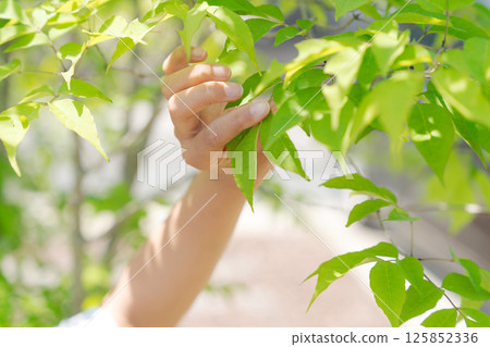 Child picking leaves 125852336