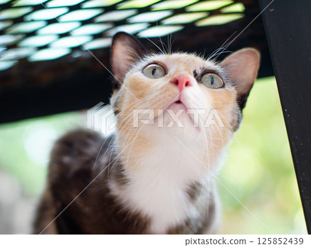 Close-up portrait of a calico cat with green eyes. Close-up portrait of a calico cat with green eyes. 125852439