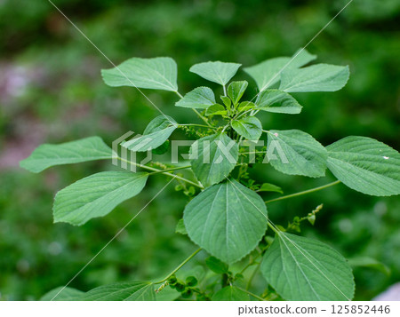 Acalypha indica of Indian acalypha also know as Indian Mercury or Indian Nettle. It is known for its medicinal use and the attraction of its root to domestic cats similar properties to catnip. Acalypha indica of Indian acalypha also know as Indian Mercury or Indian Nettle. It is known for its medicinal use and the attraction of its root to domestic cats similar properties to catnip. 125852446