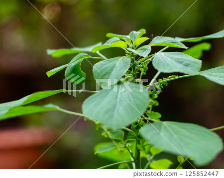 Acalypha indica of Indian acalypha also know as Indian Mercury or Indian Nettle. It is known for its medicinal use and the attraction of its root to domestic cats similar properties to catnip. 125852447