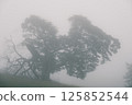 Scenery in the mist: A large tree with broken branches 125852544