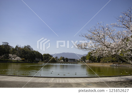 Kashihara Shrine, Fukada Pond, Cherry Blossoms 125852627