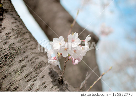 Close-up of cherry blossoms on tree and blue sky Close-up of cherry blossoms on tree and blue sky 125852773