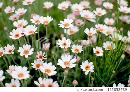 White flowers on one side White flowers on one side 125852789