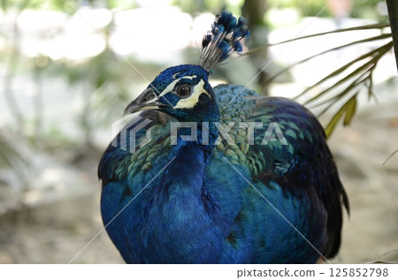 孔雀羽毛華麗 125852798