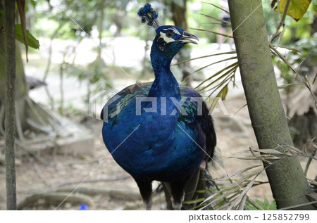 美麗的藍色印度孔雀 125852799