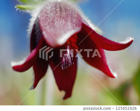 沐浴在春日陽光下的日本白頭翁（20250426085709） 125852826