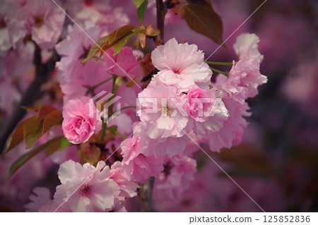 Beautiful blooming pink spring tree. Concept for spring time and nature. Blooming background in the park. 125852836