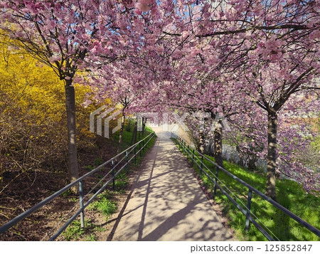 Beautiful spring background with nature. Colorful flowers in spring time. Flowering tree. Beautiful spring background with nature. Colorful flowers in spring time. Flowering tree. 125852847