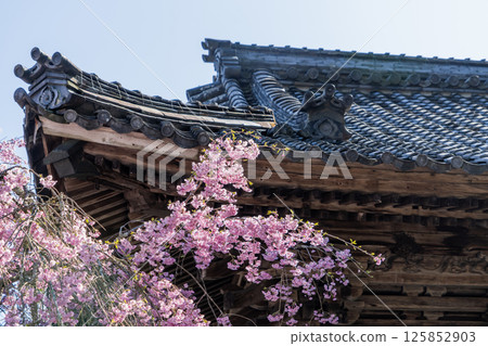 中山道大瀧宿觀音堂的春日風景 125852903