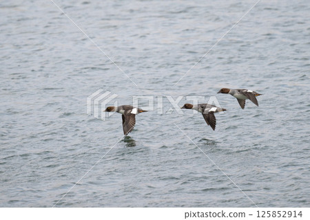 A female mallard soaring over the river in winter A female mallard soaring over the river in winter 125852914