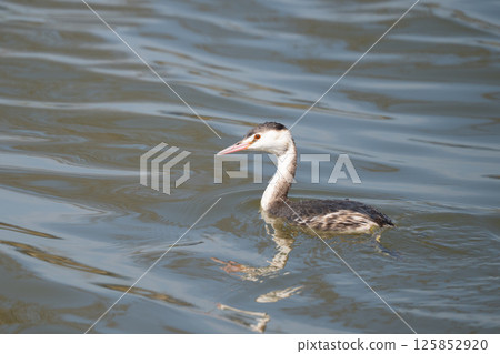 A Crested Grebe swimming leisurely on the river surface 01 125852920