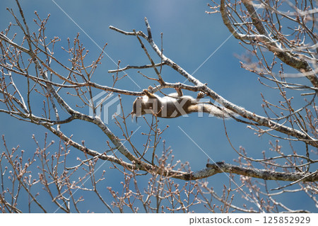 Squirrel foraging on the branches of a tall tree 02 125852929